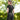 ELT functioneel shirt Springfield