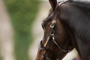 Cabezadas de cuero Caballo