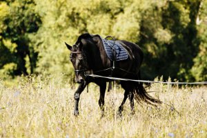 Trabajo con cuerda y en suelo Caballo