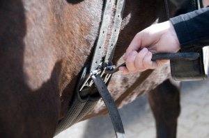 Cinchas largas Caballo