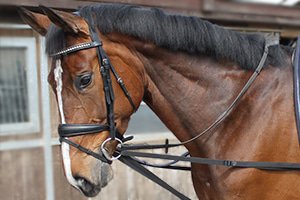 Ayudas para entrenamiento Caballo