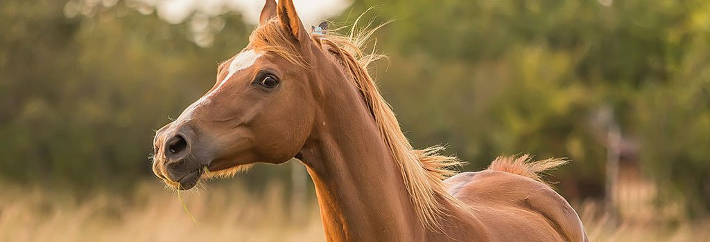 Esta influencia tiene estrés en tu caballo