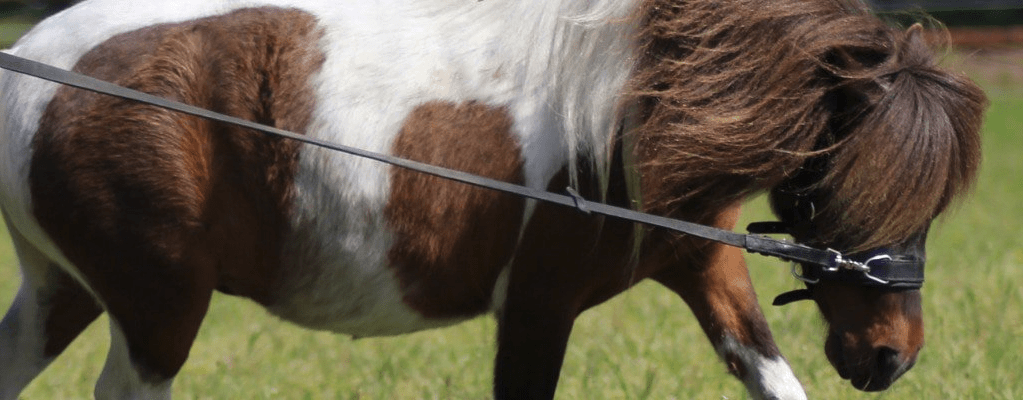 Lunging: A good training for your horse!