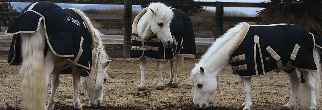 Cómo mantener un caballo en miniatura o pony shetland | MHS Equitación