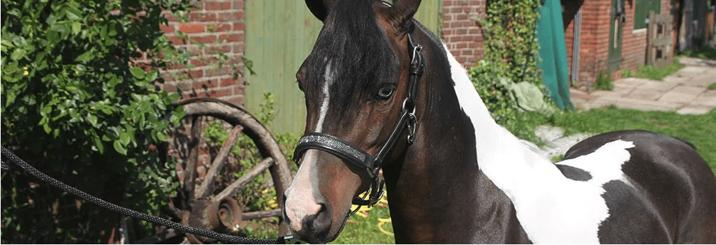 Diferentes tipos de caballos en miniatura y los studbooks que lo acompañan